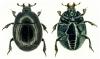 Margarinotus ventralis